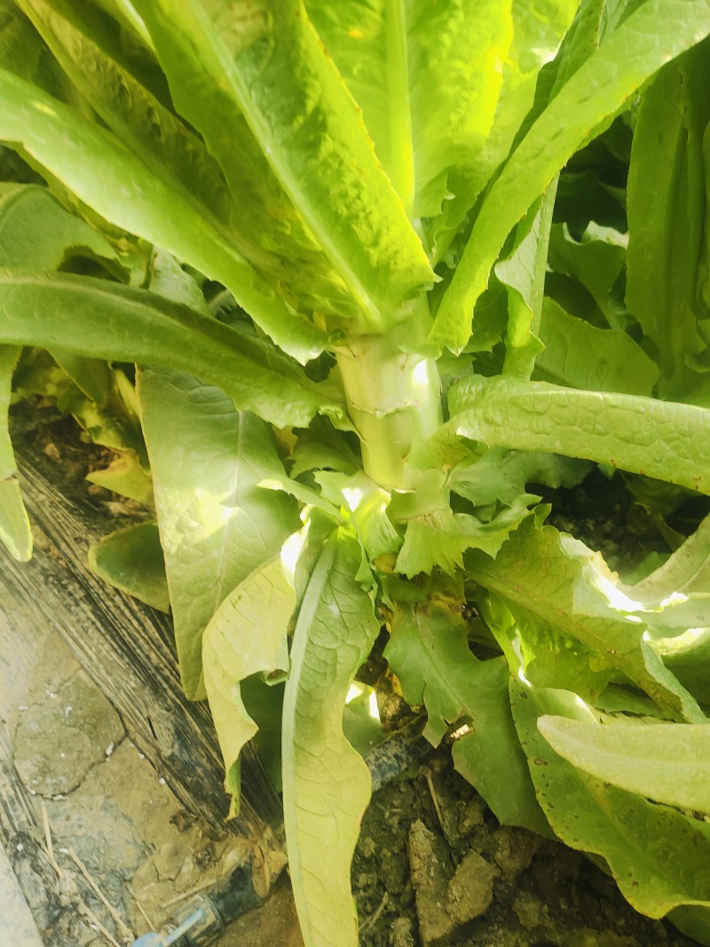 《莴苣》三青皮莴苣/山东莴苣/泰安大棚种植/供应电商市场