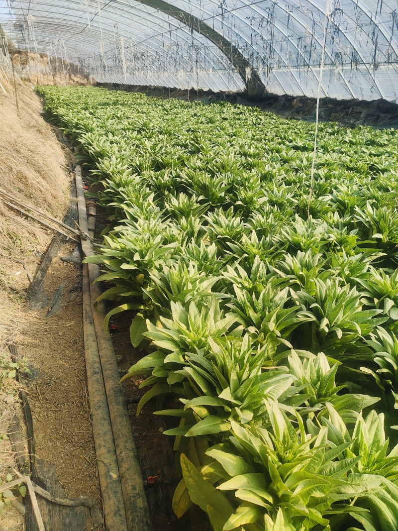 《莴苣》三青皮莴苣/山东莴苣/泰安大棚种植/供应电商市场