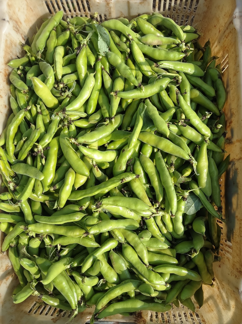 云南蚕豆