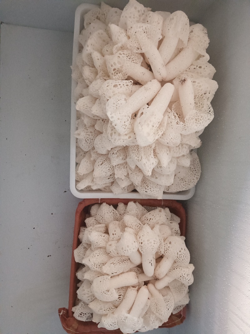 红托竹荪鲜货