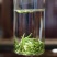 阳明山云雾茶