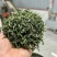 阳明山云雾茶