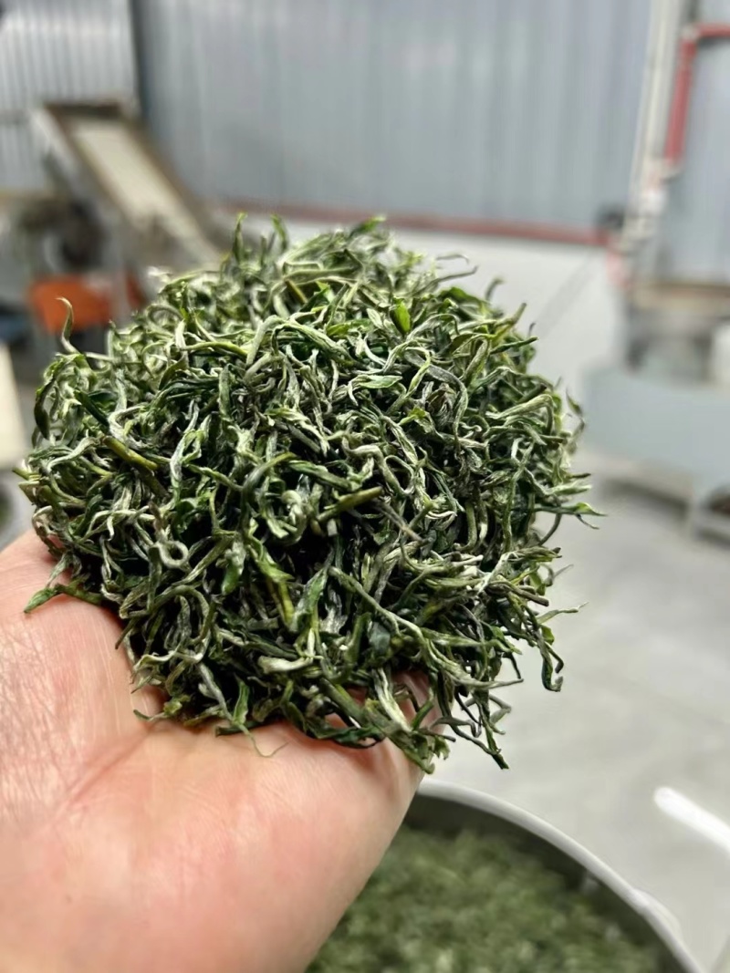 阳明山云雾茶