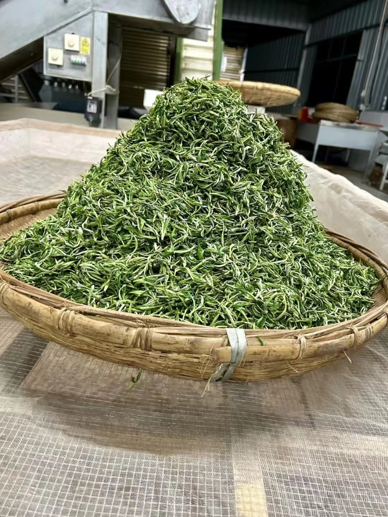 阳明山云雾茶