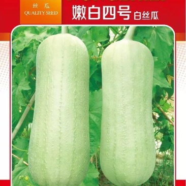 嫩白四号白丝瓜种子杂交一代早中熟耐热白关丝瓜