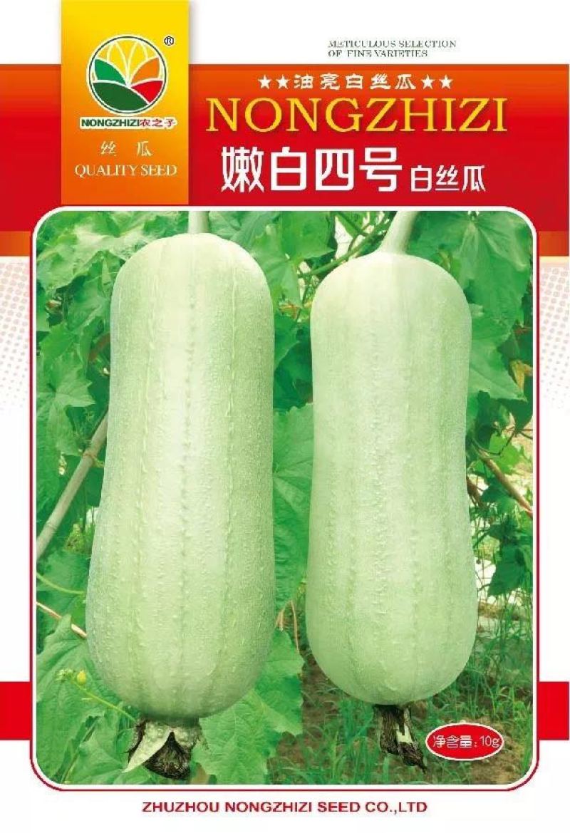 嫩白四号白丝瓜种子杂交一代早中熟耐热白关丝瓜