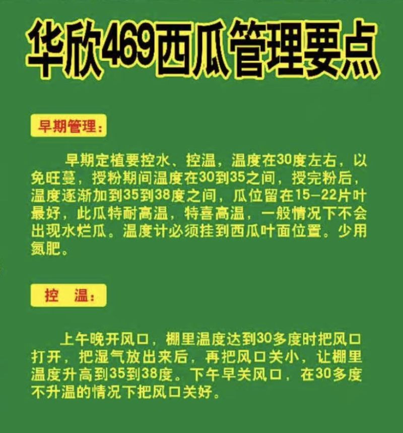 京研种业华欣469西瓜种子耐高温、不水坨、抗病、高产量