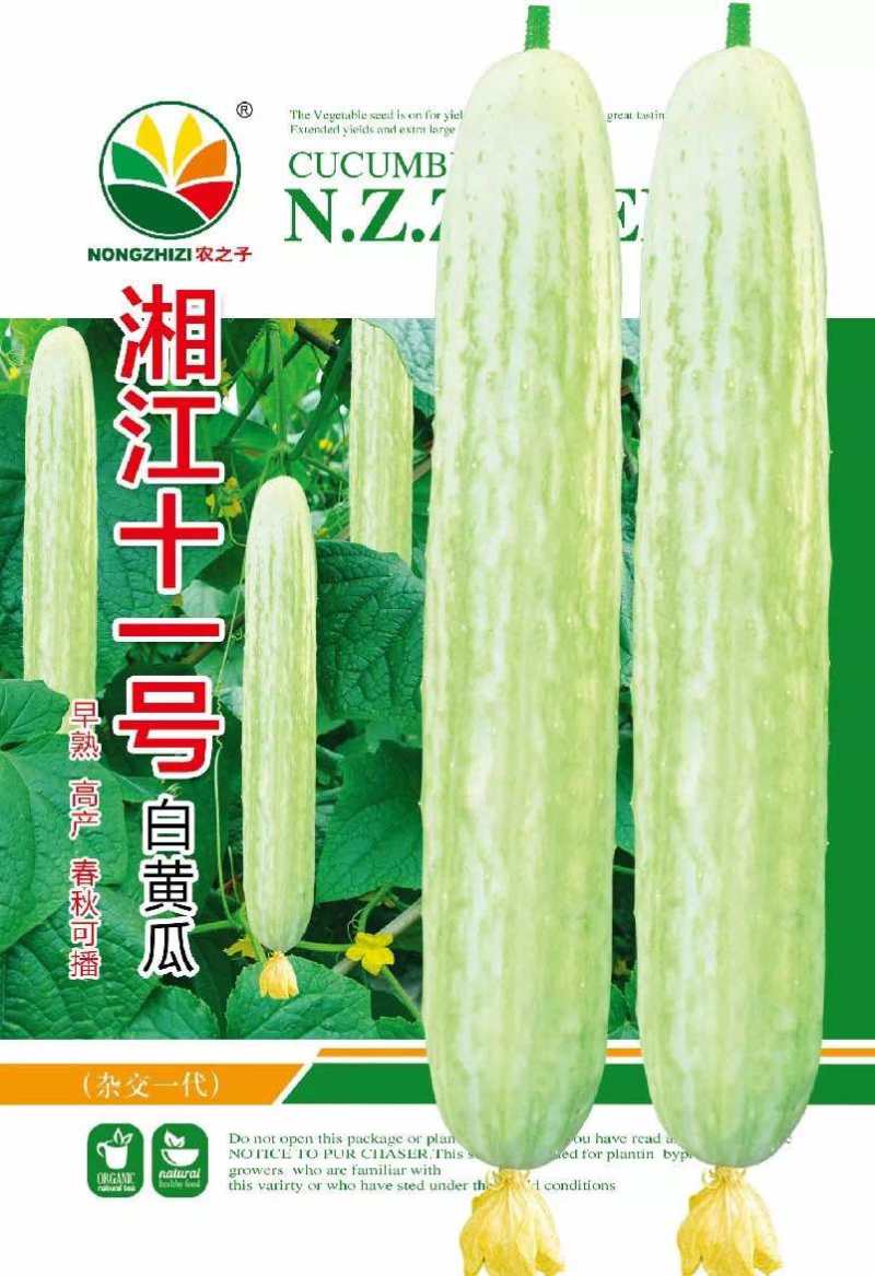 湘江十一号青丝白黄瓜种子杂交一代早熟高产春秋可播
