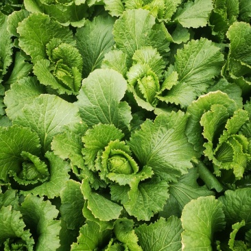 龙牙菜30多万精品