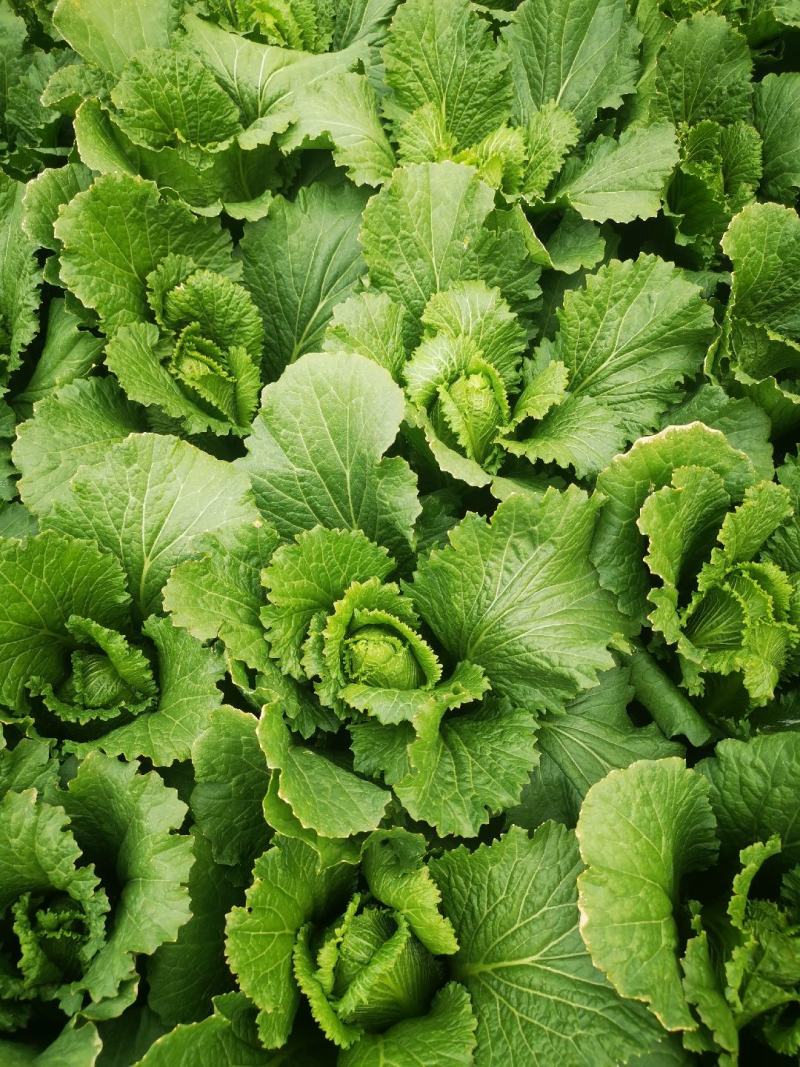 龙牙菜30多万精品