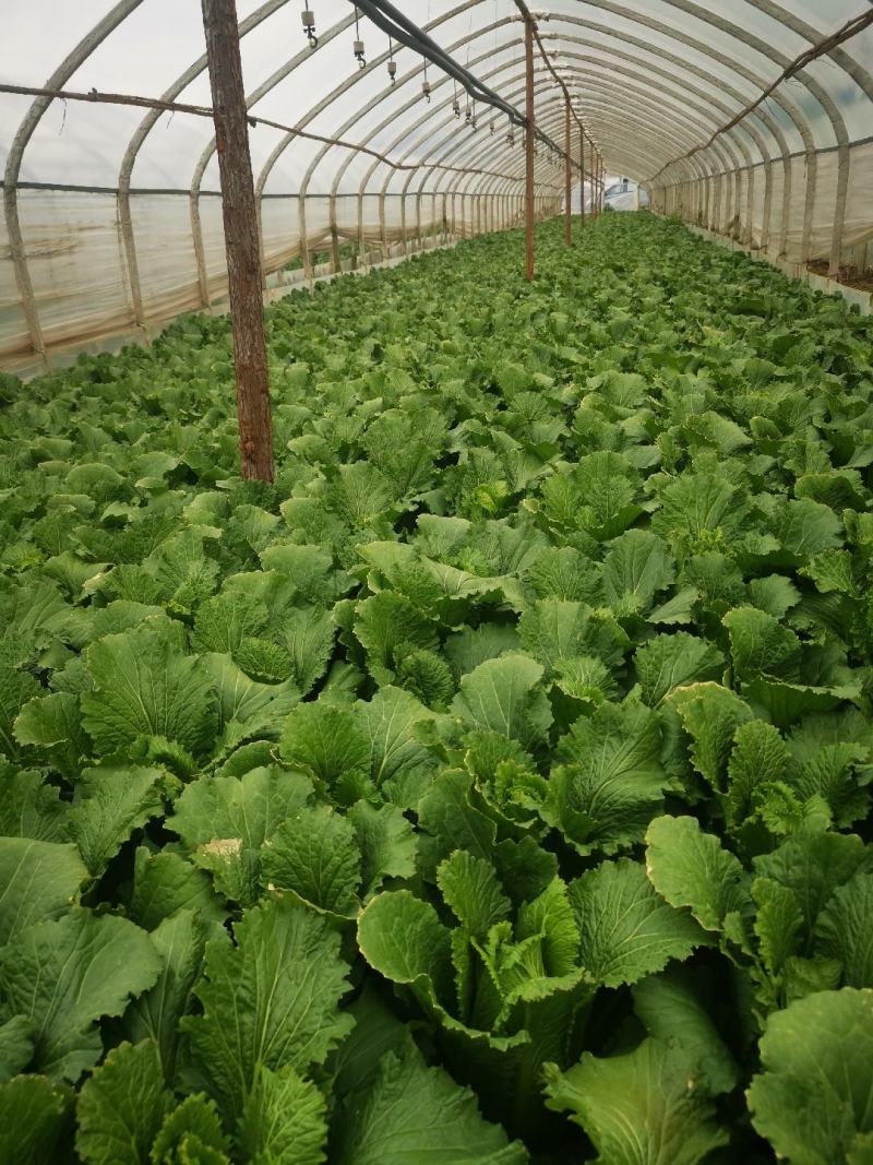 龙牙菜30多万精品