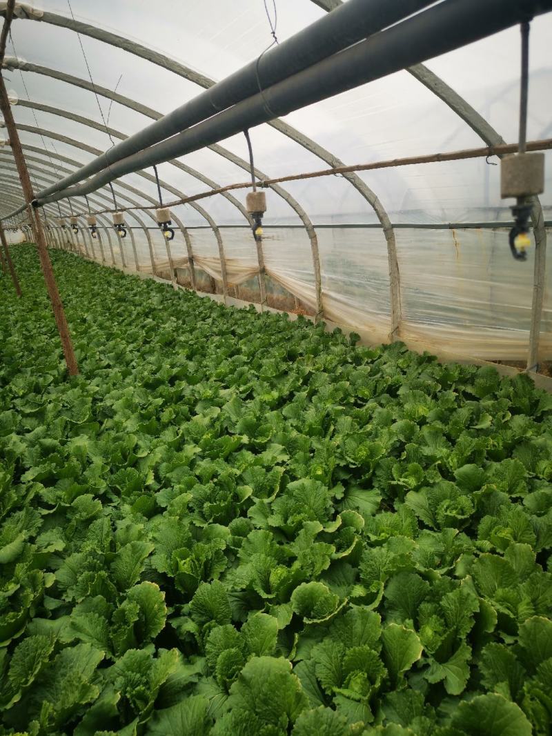 龙牙菜30多万精品