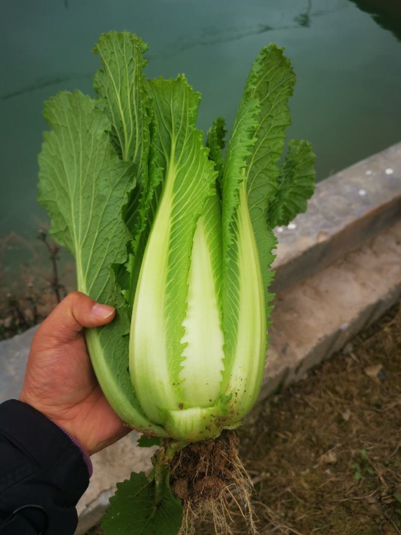 龙牙菜30多万精品