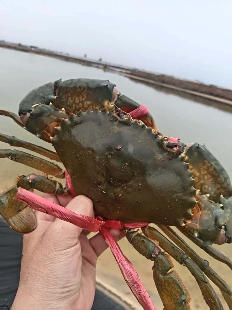 青蟹肉蟹膏蟹