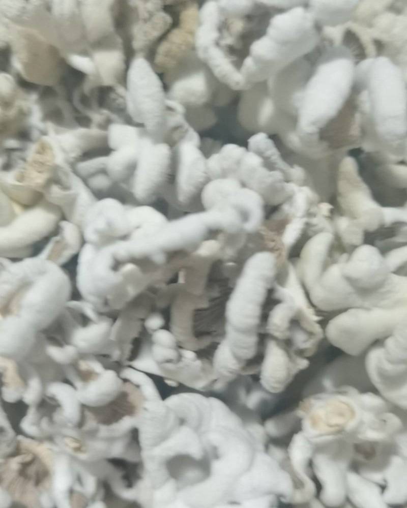 白生菌