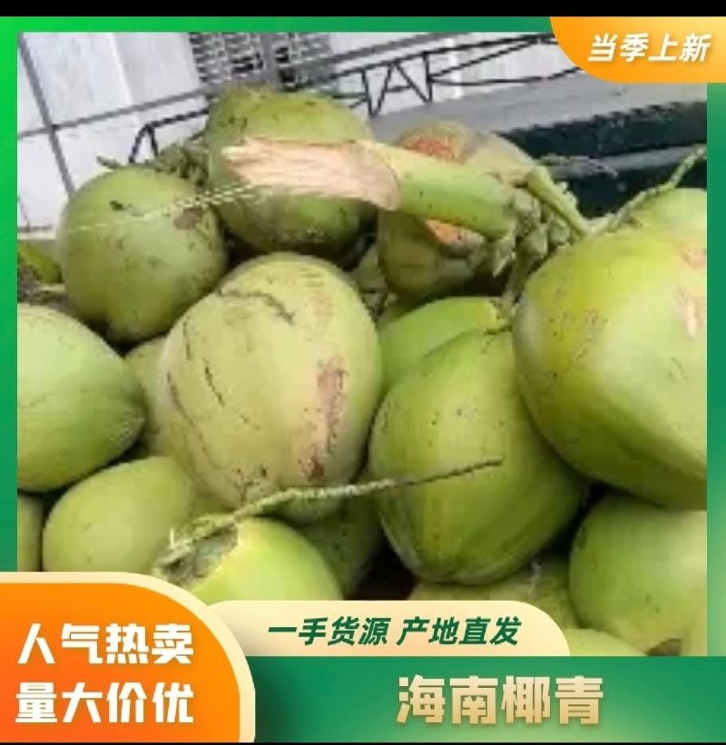 椰子