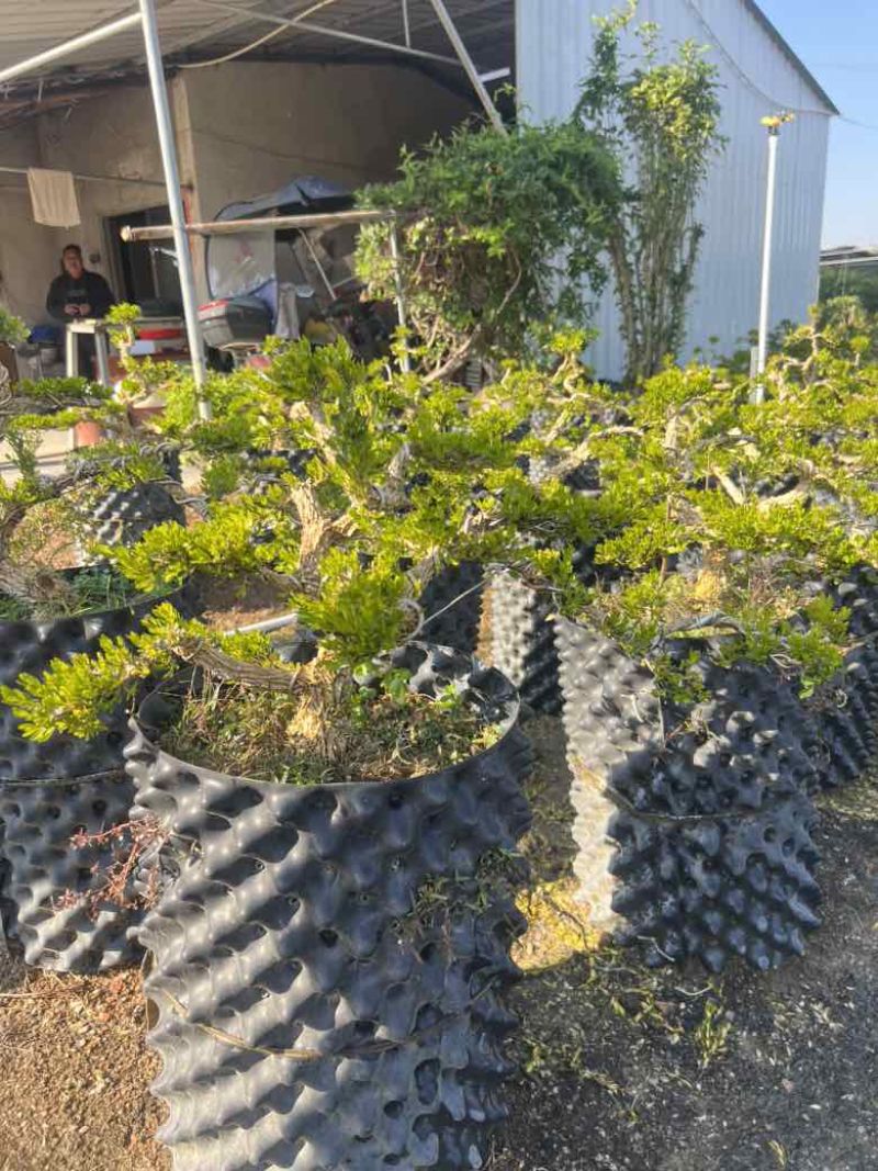 黄杨各种规格，大量低价出售