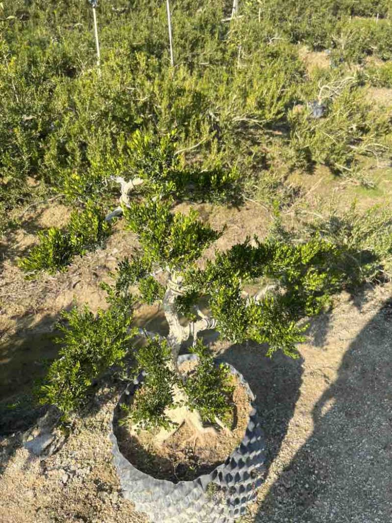 黄杨各种规格，大量低价出售