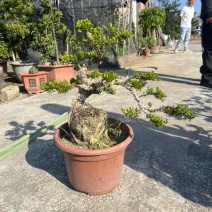 黄杨各种规格，大量低价出售