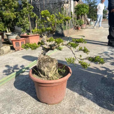 黄杨各种规格，大量低价出售
