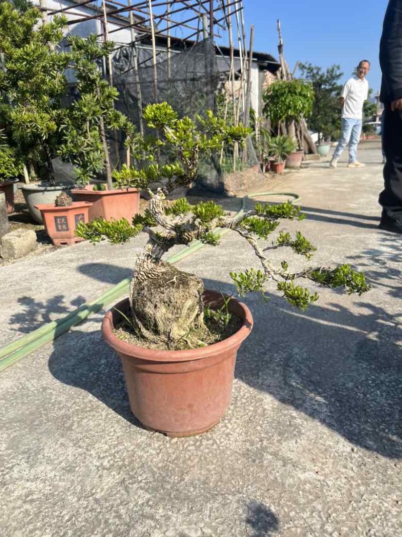 黄杨各种规格，大量低价出售