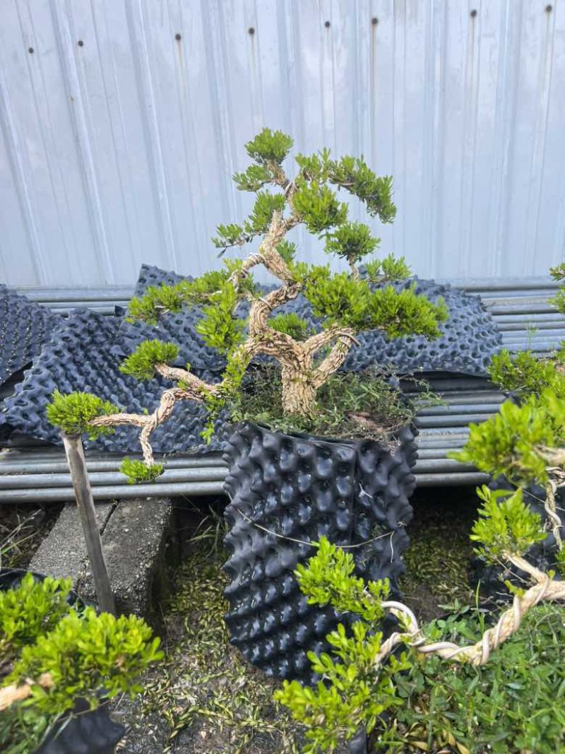 黄杨各种规格，大量低价出售