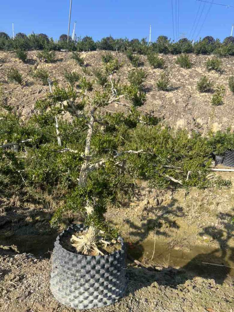 黄杨各种规格，大量低价出售