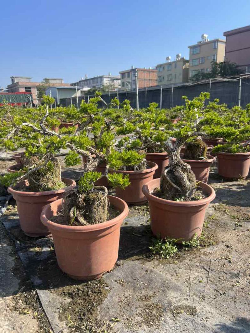 黄杨各种规格，大量低价出售