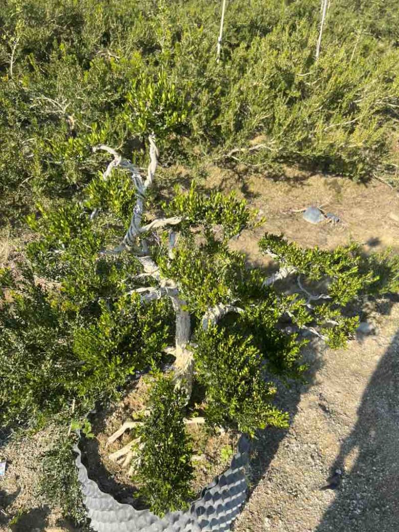 黄杨各种规格，大量低价出售