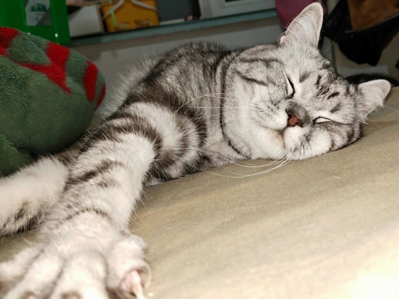 猫