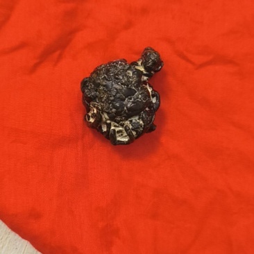 羊黄