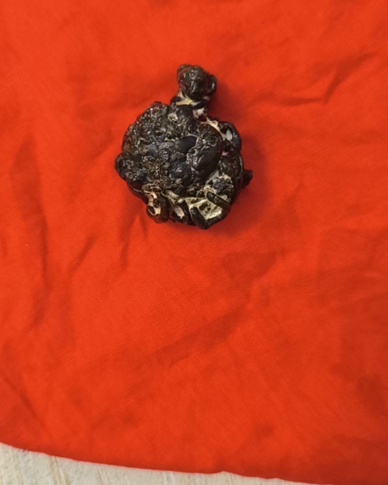 羊黄