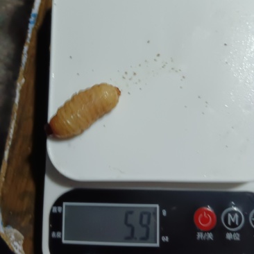 竹笋虫