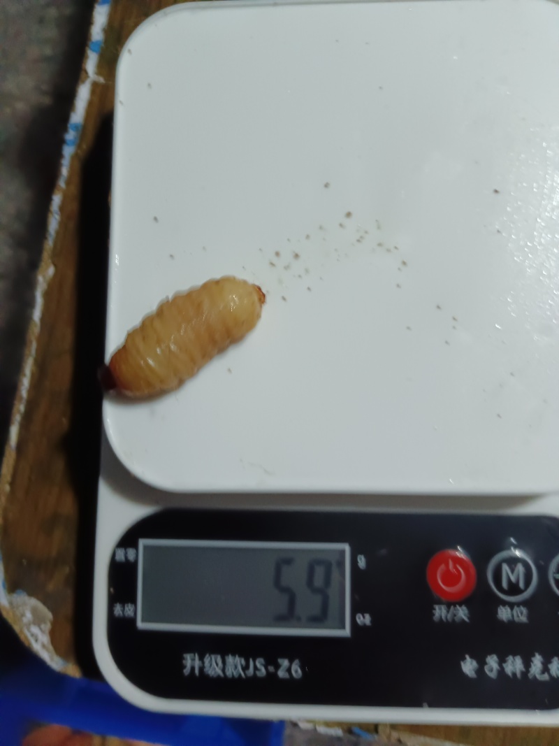竹笋虫
