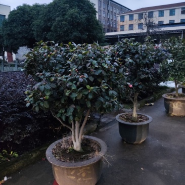 茶花树