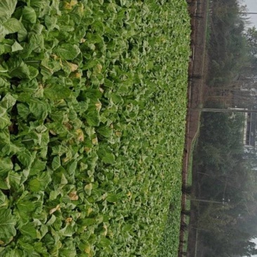 榨菜