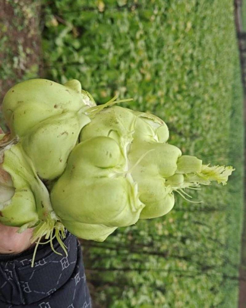 榨菜