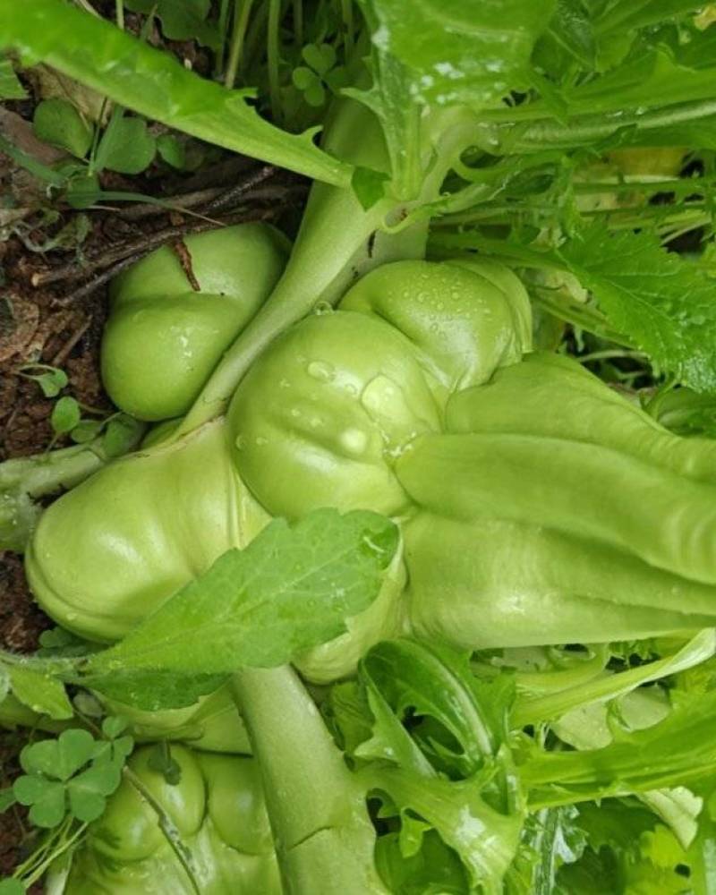 榨菜