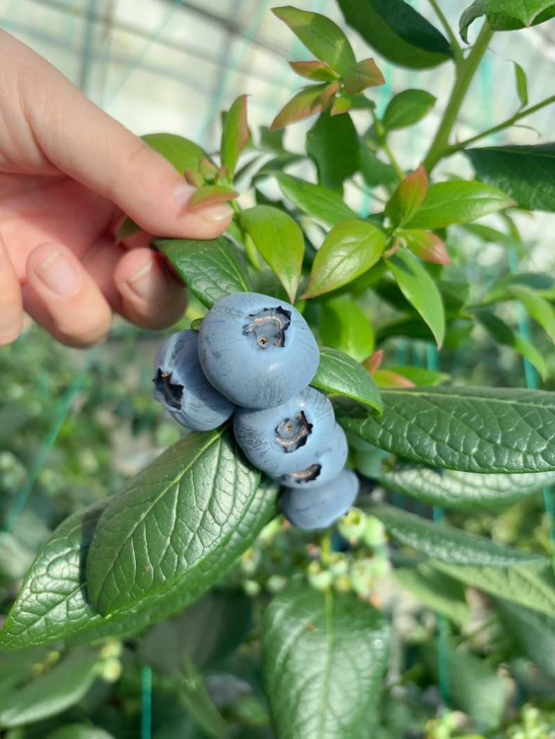 l25花香蓝莓