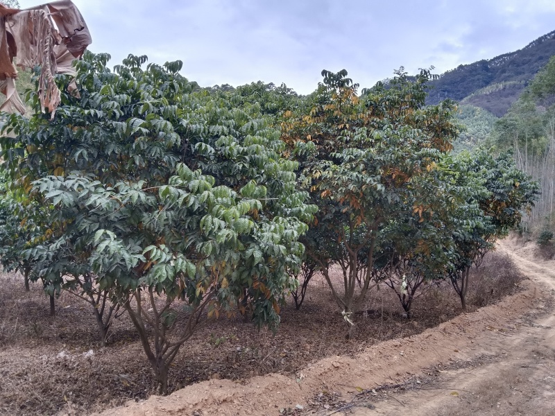 黄皮树