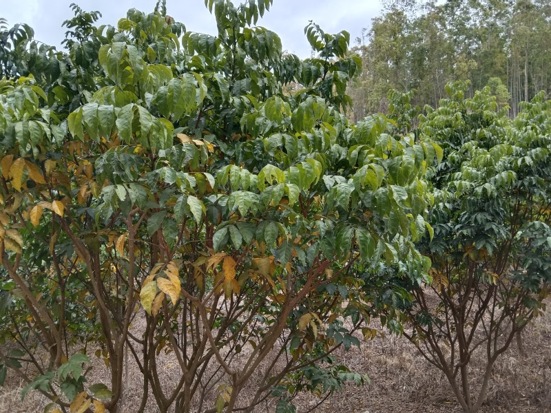 黄皮树