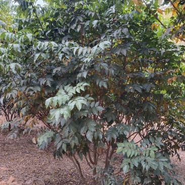 黄皮树