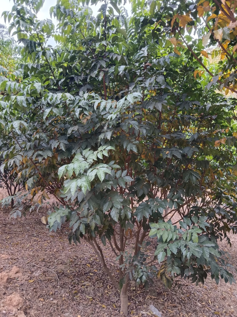 黄皮树