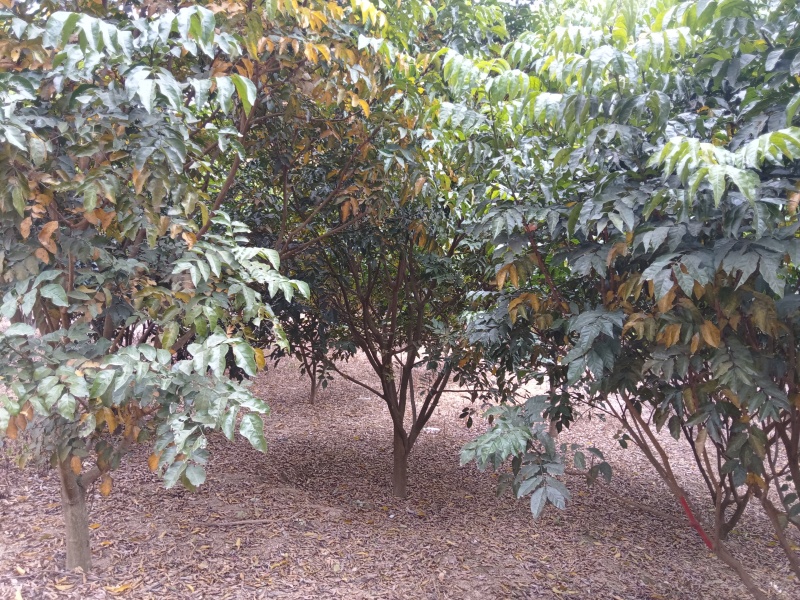 黄皮树