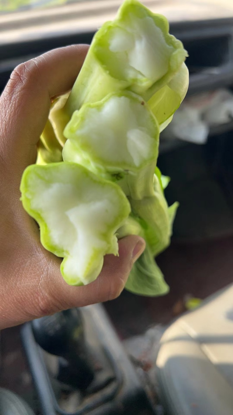 白菜苔