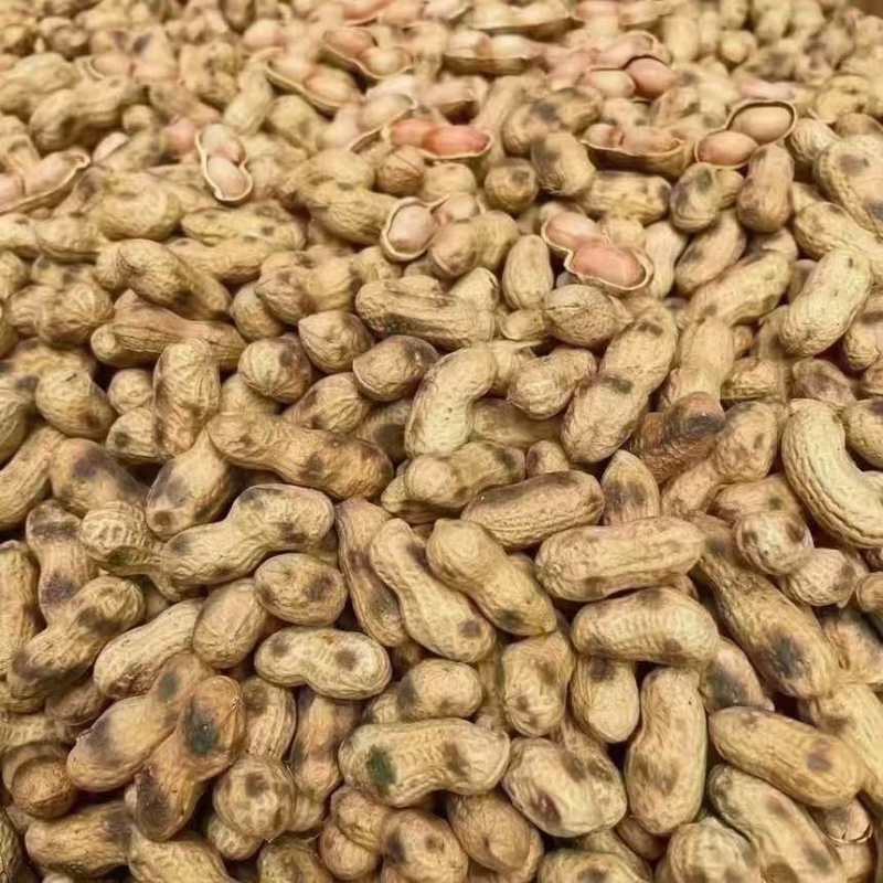 地锅炒花生🥜支持全平台代发