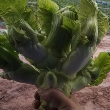 儿菜