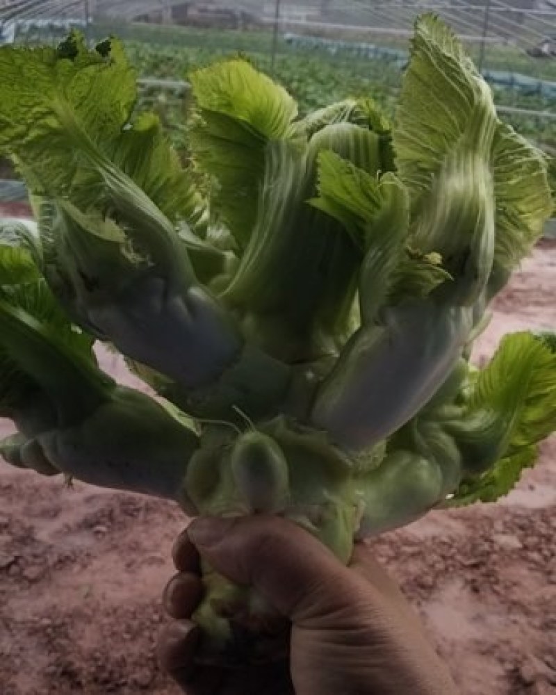 儿菜