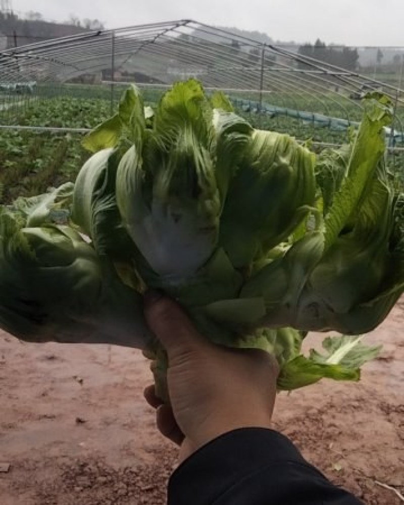 儿菜