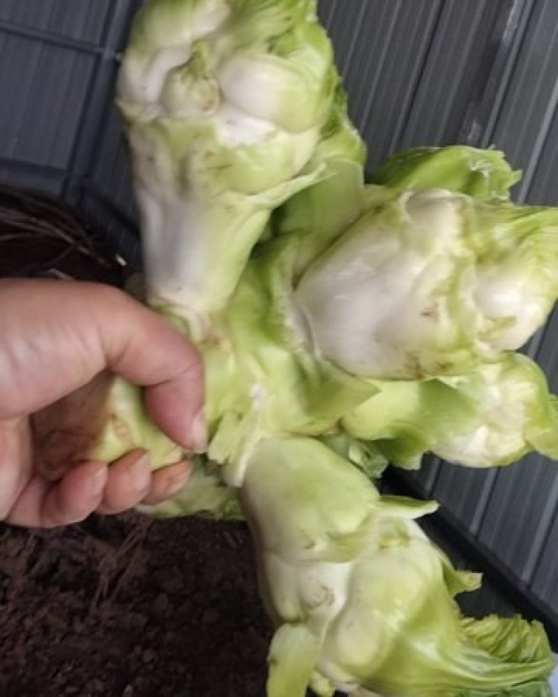儿菜
